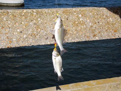 Baltimore Maryland Fishing Piers – Baltimore Maryland