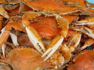 steamed maryland hard crabs