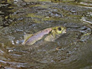 Hickory Shad