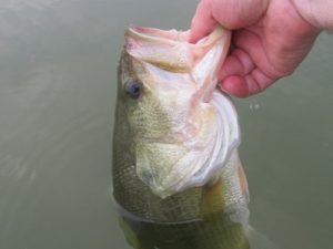 Largemouth Bass