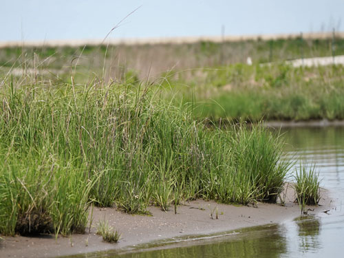 popular island habitat restoration