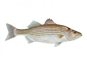 striped bass - rockfish