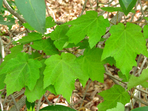 red maple tree foliage