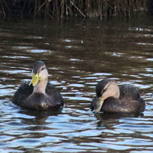 black ducks